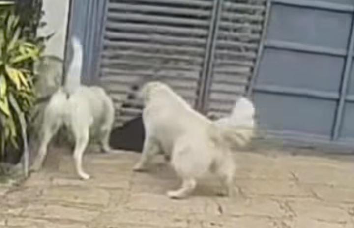 Pitbull ataca cadela e a arrasta por debaixo do portão no Cafezal II